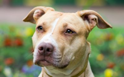All About the Pit Bull
