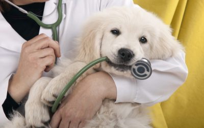 Mobile Veterinarians in Miami
