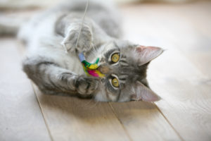 Grey cat playing with feather teaser toy