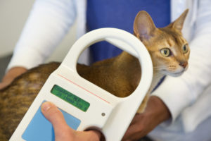 Cat being scanned for microchip