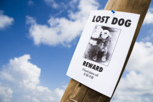 Lost dog poster on light post