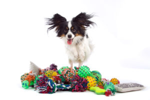 Papillon surrounded by dog toys