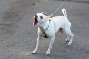 Small white dog barking while on leash