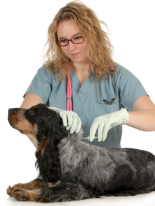 Veterinarian injecting microchip into a dog.