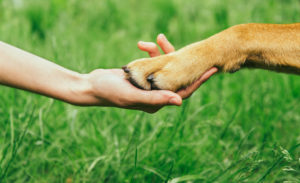 Dog paw and human hand 