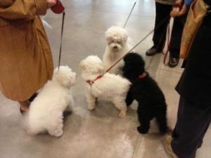 Dogs meeting on retractable leashes