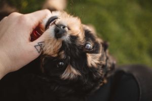 Puppy chewing on a person's hand