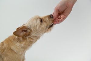 Dog taking treat from hand