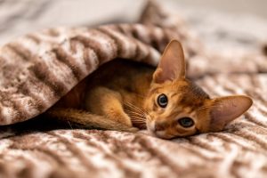 A Cat Lying on a Bed