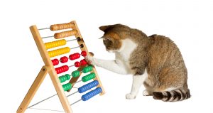 Cat with abacus