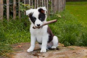 Border Collie puppy with a stick in his mouth