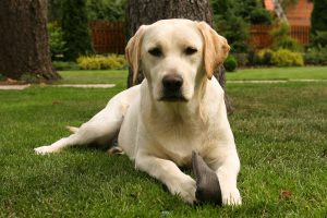 Yellow Labrador Retriever