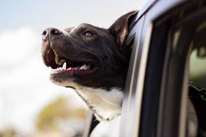 Pet in car