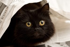 Black Cat Hiding under newspaper