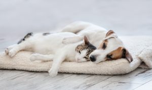 A dog and cat on a pet bed