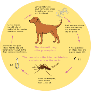 Heartworm cycle chart