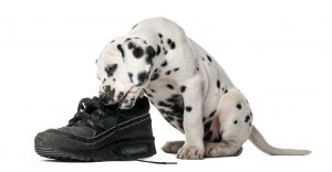 A cute dalmatian puppy chewing on a boot