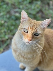 Orange cat outside looking at camera