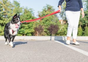 Border collie wearing red harness and leash being walked by woman in white pants and blue shirt.