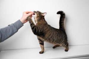 tabby cat taking treats from human hand.