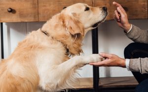 Golder retriever with paw in a person's hand while sfiffing the person raised finger.