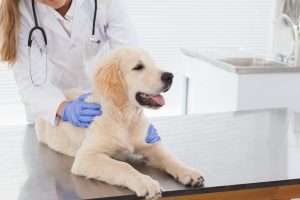 Golden retriever puppy being examined by a veterinarian in the veterinarian office.