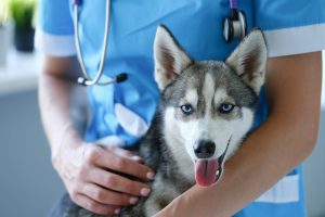Young gray and white husky being examined by a male veterinarian in a blue shirt 