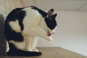 Black and white cat sitting with a front paw raise which it is licking.