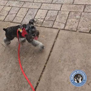 Dark grey miniature schnauzer walking in a red harness with a red leash.