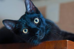 Close-up of a black cat with green eyes lying on a wooden table facing the camera.