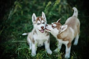 Two red huskies with blue  eyes playing.