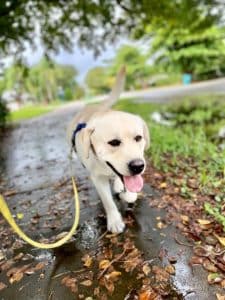 Yellow labrador retriever enjoying a morning walk after the rain.