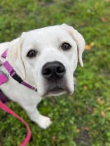 Closeup of a white Labrador retriever puppy looking at the camera wearing a pink harness and leash.