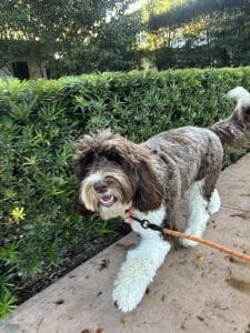 A happy dog on GPS-tracked walk - Force-free dog walking in Coral Gables.