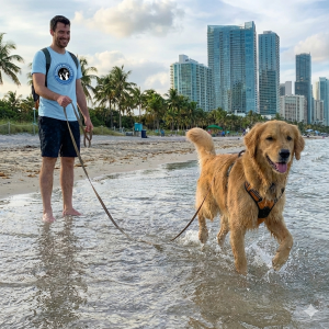 A happy Golden Retriever walking through ocean water at a Miami dog beach, guided by a handler in a light blue Dances With Dogs t-shirt using a long training line.