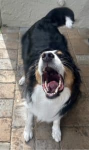 Black Tri Australian Shepherd Barking at camera