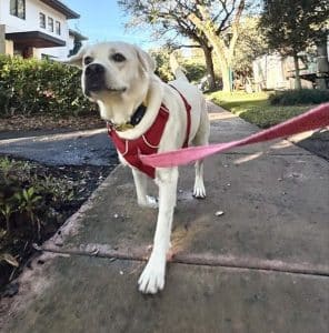 Dog walking on a harness with a loose leash in Miami
