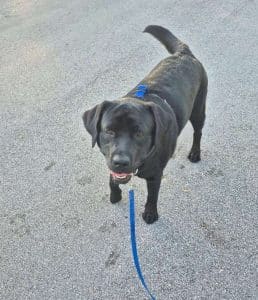 Black Labrador retriever walking on a loose leash