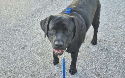 Private Dog Training in Miami: What to Expect