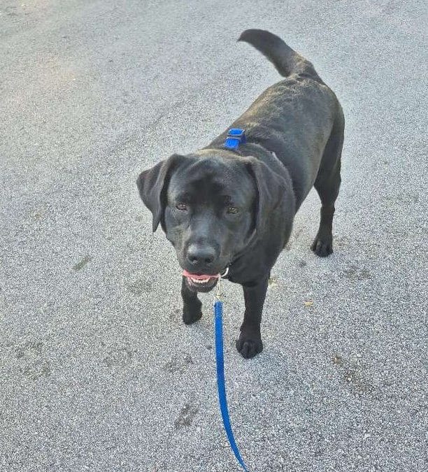 Private Dog Training in Miami: What to Expect