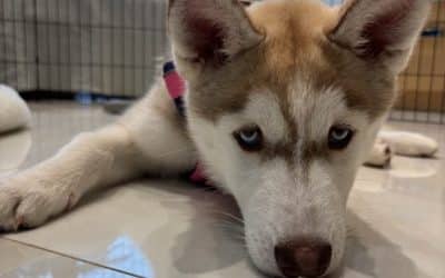 Adorable Siberian Husky puppy lying on the floor, showcasing playful and friendly behavior. Perfect.