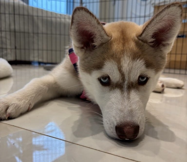 Managing Expectations in Dog Training: Why Your Dog Isn’t “Bad”