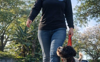 Dog trainer in Miami working calmly with dog using positive reinforcement and leash guidance.