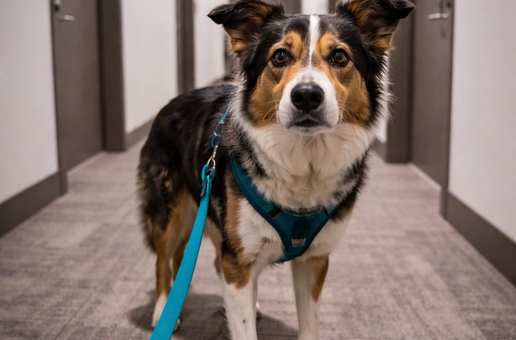 Living with a Reactive Dog in a Miami Apartment