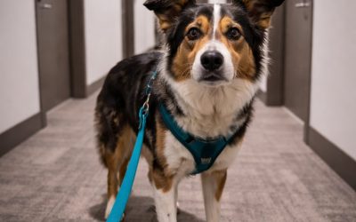 Reactive dog standing in a high-rise apartment hallway on leash looking nervous before going out for a walk