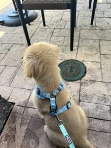 Golden Retriever puppy observing the world from a distance.