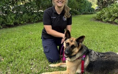 Dog training with handler in outdoor park setting, Dances with Dogs.