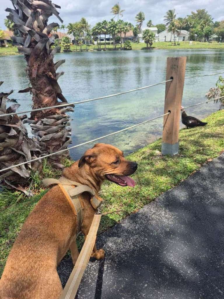 About Dances With Dogs dog on a walk in miami