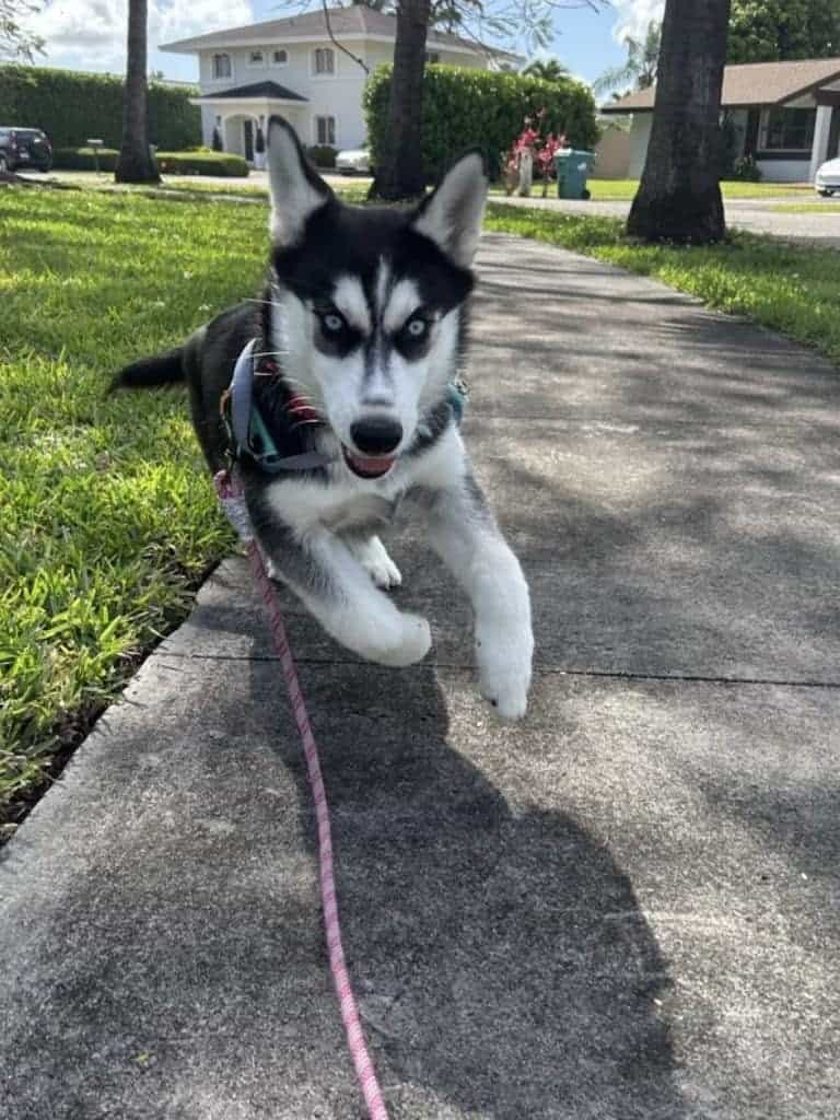 About our Behavior Issues Dog Training in Miami