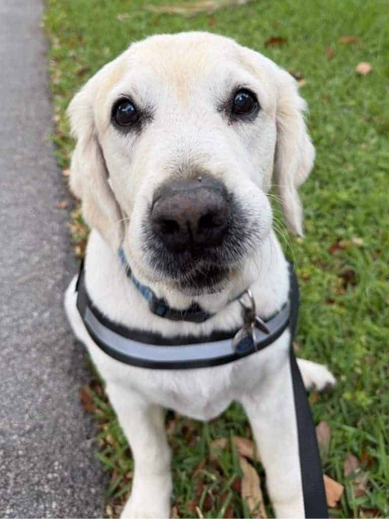 How we can help with Behavior Issues Dog Training in Miami
